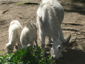 Смотреть фото Снежная коза: опасный «агнец» Фото Снежная коза: опасный «агнец»