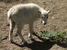 Смотреть фото Снежная коза: опасный «агнец» Фото Снежная коза: опасный «агнец»