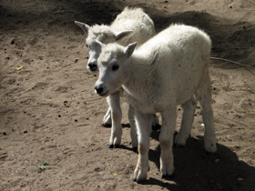 Смотреть фото Снежная коза: опасный «агнец» Фото Снежная коза: опасный «агнец»