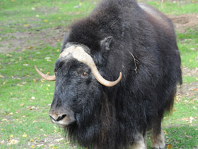 Смотреть фото Овцебык Фото Овцебык