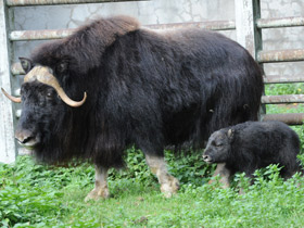 Смотреть фото Овцебык Фото Овцебык