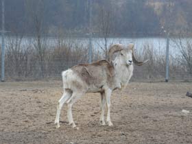 Смотреть фото Баран Марко Поло Фото Баран Марко Поло