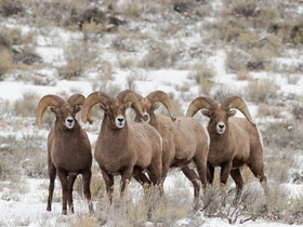 Смотреть фото Снежный баран Фото Снежный баран