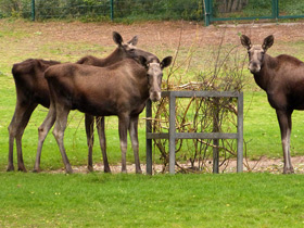 Смотреть фото Лось: этот странный сохатый Фото Лось: этот странный сохатый
