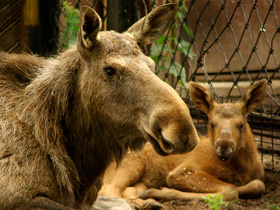 Смотреть фото Лось: этот странный сохатый Фото Лось: этот странный сохатый
