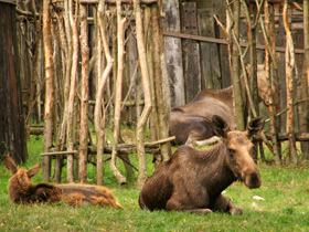 Смотреть фото Лось: этот странный сохатый Фото Лось: этот странный сохатый