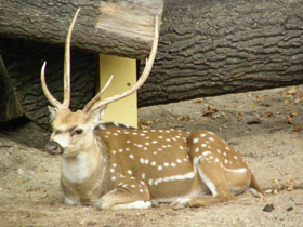 Смотреть фото Аксис Фото Аксис
