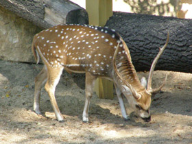 Смотреть фото Аксис Фото Аксис