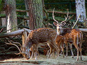 Смотреть фото Аксис Фото Аксис