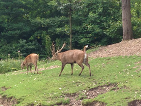 Смотреть фото Свиной олень Фото Свиной олень