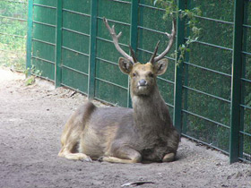 Смотреть фото Барасинга Фото Барасинга
