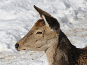 Смотреть фото Пятнистый олень Фото Пятнистый олень