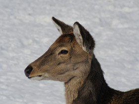 Смотреть фото Пятнистый олень Фото Пятнистый олень