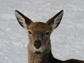 Смотреть фото Четвероногие прыгуны Фото Четвероногие прыгуны