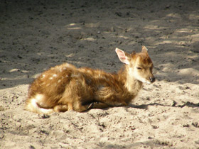 Смотреть фото Пятнистый олень Фото Пятнистый олень