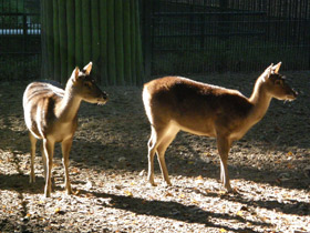 Смотреть фото Гривистый замбар Фото Гривистый замбар