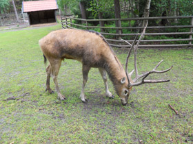 Смотреть фото Олень Давида Фото Олень Давида