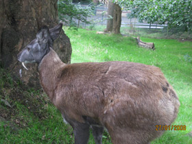 Смотреть фото Кабарга Фото Кабарга