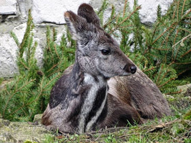Смотреть фото Кабарга Фото Кабарга