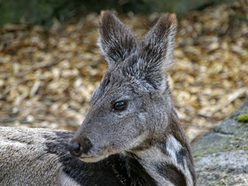 Смотреть фото Кабарга Фото Кабарга