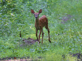 Смотреть фото Белохвостый олень Фото Белохвостый олень