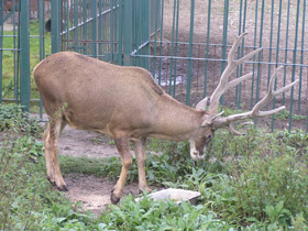 Смотреть фото Беломордый олень Фото Беломордый олень