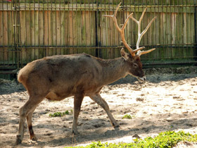 Смотреть фото Беломордый олень: шоу полковника Пржевальского Фото Беломордый олень: шоу полковника Пржевальского