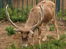 Смотреть фото Беломордый олень: шоу полковника Пржевальского Фото Беломордый олень: шоу полковника Пржевальского