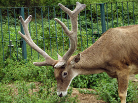 Смотреть фото Беломордый олень: шоу полковника Пржевальского Фото Беломордый олень: шоу полковника Пржевальского