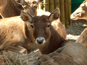 Смотреть фото Беломордый олень: шоу полковника Пржевальского Фото Беломордый олень: шоу полковника Пржевальского