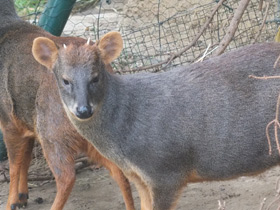 Смотреть фото Пуду Фото Пуду