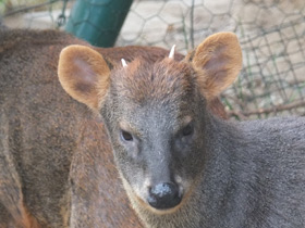 Смотреть фото Пуду Фото Пуду