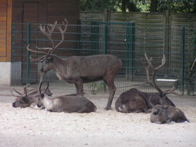 Смотреть фото Северный олень Фото Северный олень