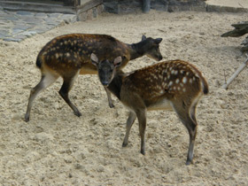 Смотреть фото Филиппинский пятнистый олень Фото Филиппинский пятнистый олень