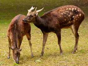 Смотреть фото Филиппинский пятнистый олень: зверь с именем принца Фото Филиппинский пятнистый олень: зверь с именем принца
