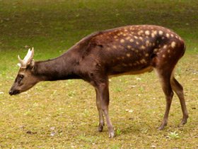 Смотреть фото Филиппинский пятнистый олень: зверь с именем принца Фото Филиппинский пятнистый олень: зверь с именем принца