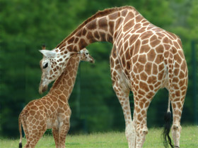 Жираф Жираф