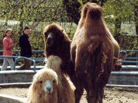Смотреть фото 10 интересных фактов о верблюдах Фото 10 интересных фактов о верблюдах