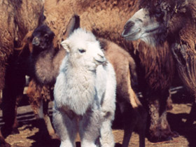 Смотреть фото 10 интересных фактов о верблюдах Фото 10 интересных фактов о верблюдах