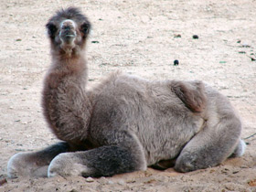 Смотреть фото 10 интересных фактов о верблюдах Фото 10 интересных фактов о верблюдах