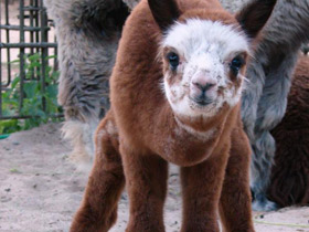 Фото Альпака