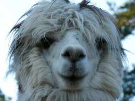 Фото Альпака