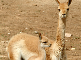 Викунья Викунья