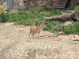 Смотреть фото Обыкновенный шакал Фото Обыкновенный шакал