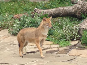 Смотреть фото Обыкновенный шакал Фото Обыкновенный шакал