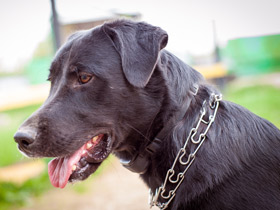 Смотреть фото Воспитание собаки. Практические советы Фото Воспитание собаки. Практические советы