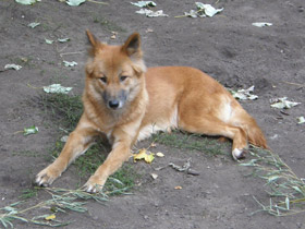 Смотреть фото Динго Фото Динго