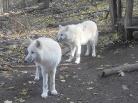 Смотреть фото Волк Фото Волк
