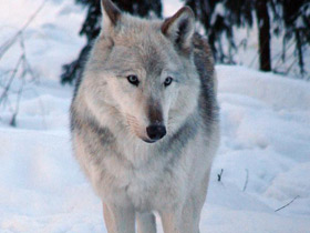 Смотреть фото Волк Фото Волк