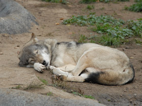 Смотреть фото Волк Фото Волк